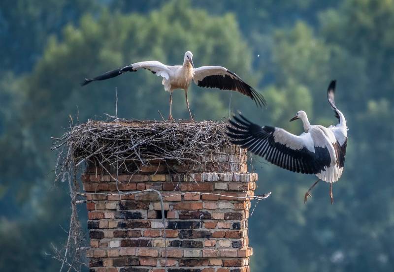 Professional Chimney Animal Removal Services in Villa Park, Illinois
